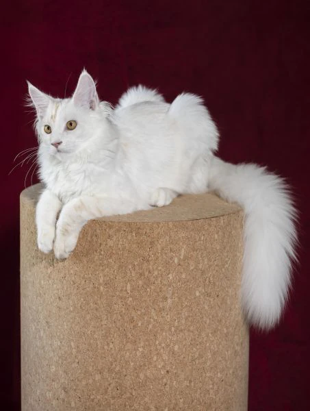 disponibile bellissimo cucciolo di maine coon  | Foto 0