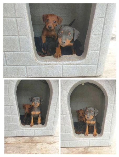 cuccioli di zwergpinscher 