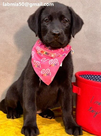 regalo cuccioli labrador