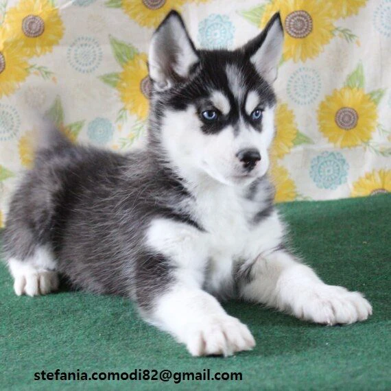 regalo siberian husky cuccioli, maschio e femmina