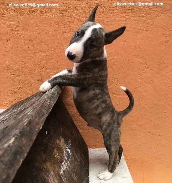 regalo adorabili cuccioli  bull terrier 