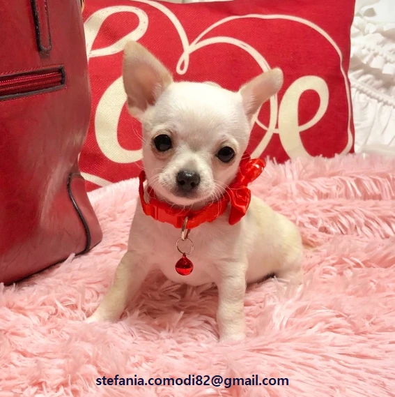 regalo cuccioli di chihuahua mini toy