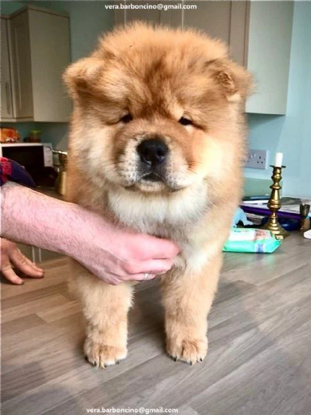 regalo bianchi cuccioli di chow chow
