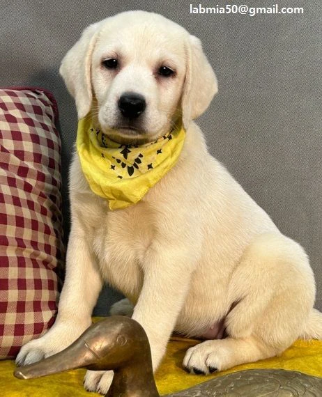 regalo cuccioli labrador