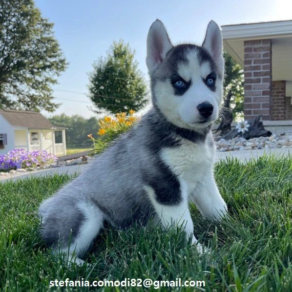 regalo siberian husky cuccioli, maschio e femmina