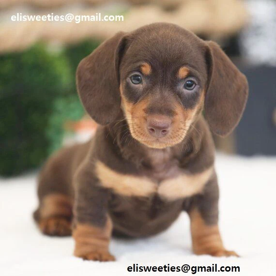 adorabili cuccioli bassotto femminucce e maschietti disponibili