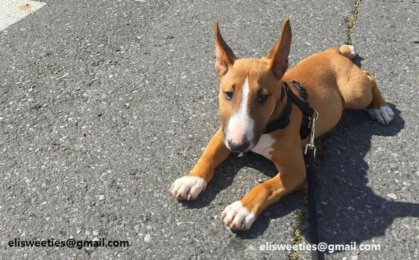 regalo adorabili cuccioli  bull terrier 