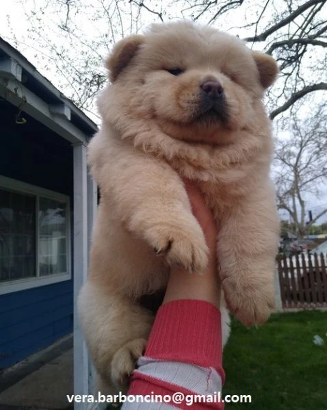 regalo bianchi cuccioli di chow chow