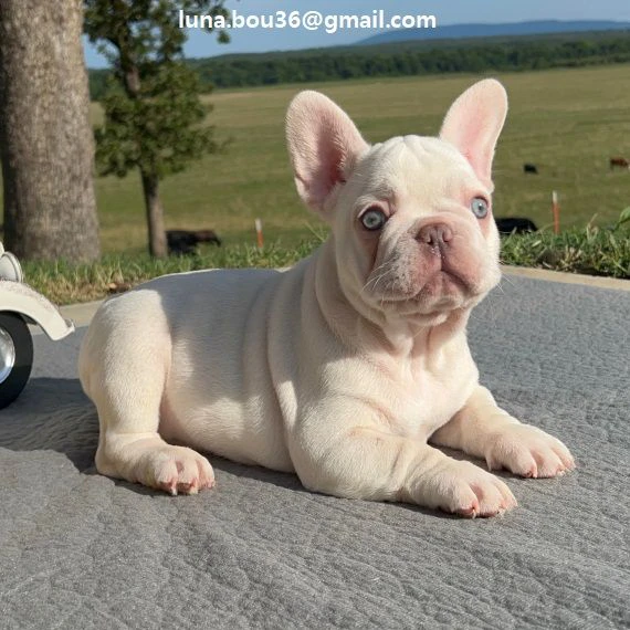 regalo cuccioli di bulldog frances