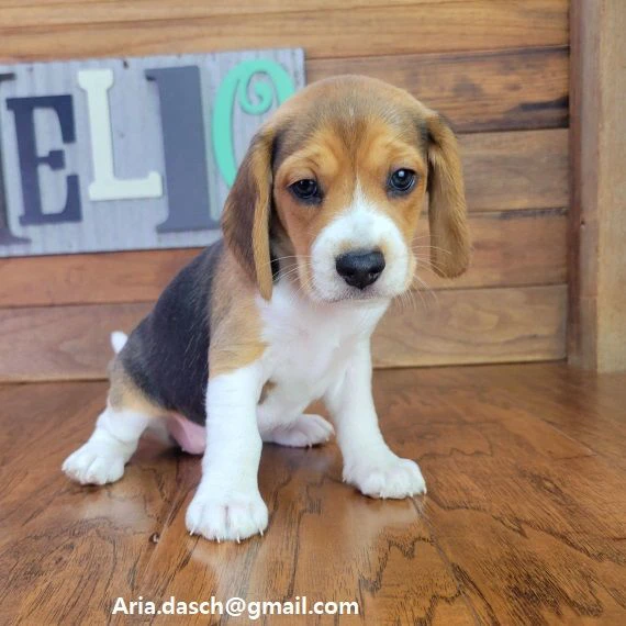 regalo cuccioli di beagle