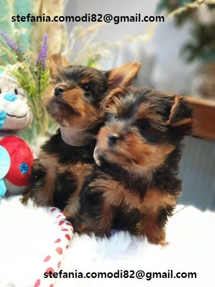 disponibili cuccioli di yorkshire terrier per adozione
