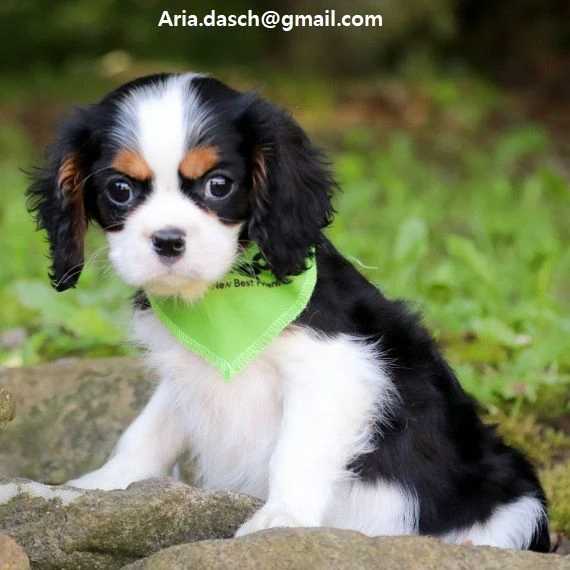 regalo cavalier king cuccioli meravigliosi ! 