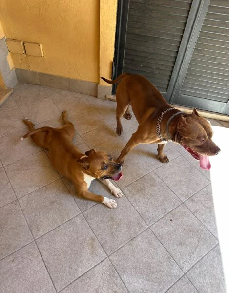 cuccioli di pitbull originali  | Foto 1