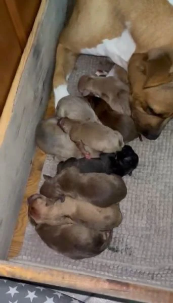 cuccioli di pitbull originali 