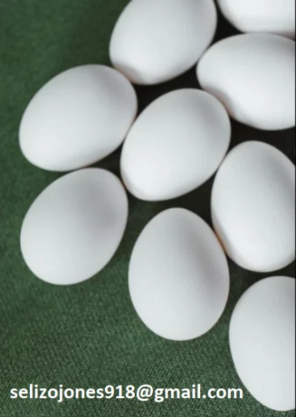 vendita uova fertili di pappagalli rari