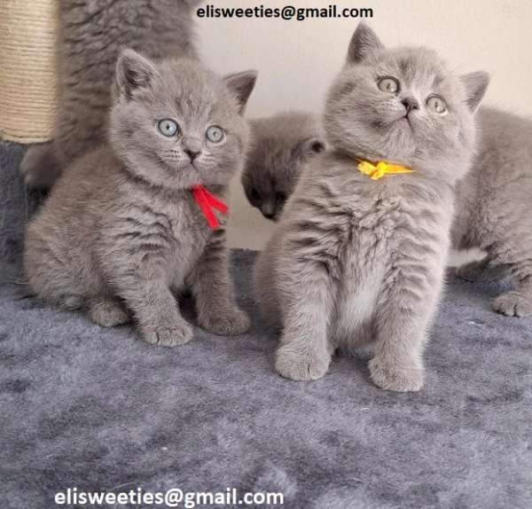 adorabili gattini british shorthair pronti