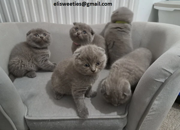 adorabili gattini british shorthair pronti