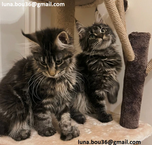maine coon gattino disponibile