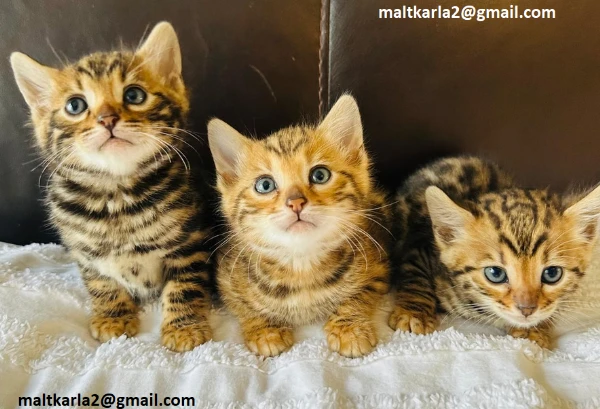 bellissimo gattino bengala