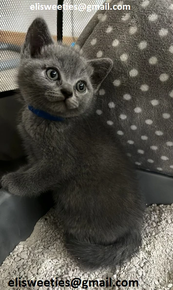 adorabili gattini british shorthair pronti