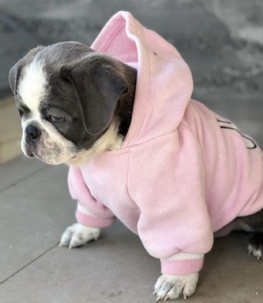 exotic pug | Foto 3