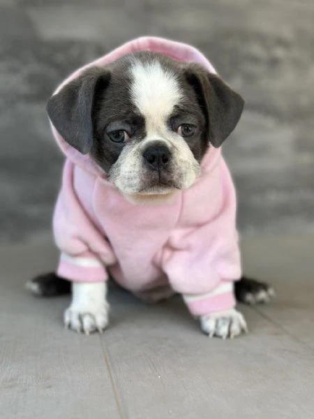 exotic pug | Foto 2