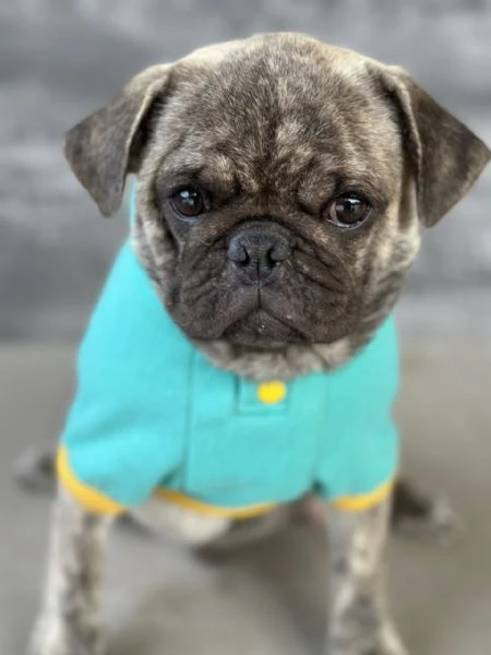 exotic pug | Foto 1