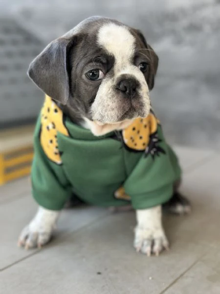 exotic pug
