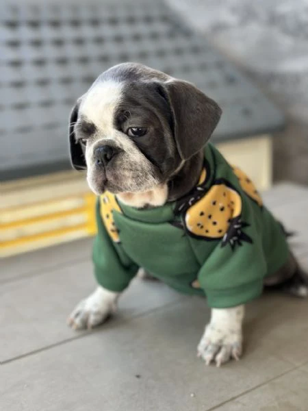 exotic pug | Foto 0
