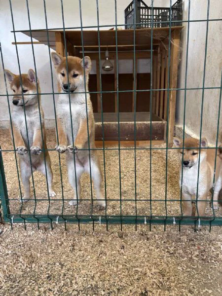 shiba inu puppies from top parents | Foto 2
