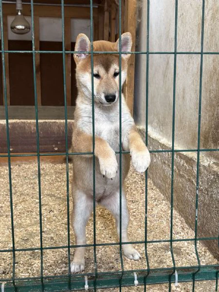 shiba inu puppies from top parents | Foto 1