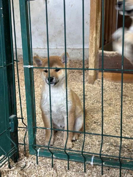 shiba inu puppies from top parents | Foto 0