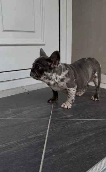 female french bulldog | Foto 2