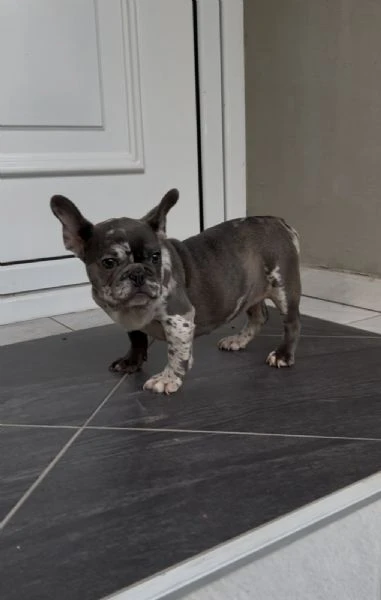 female french bulldog | Foto 1