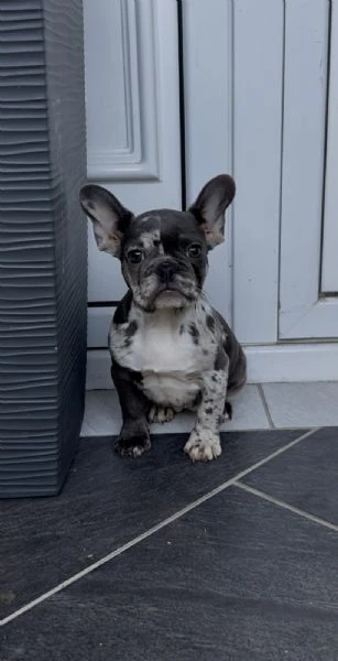 female french bulldog | Foto 0