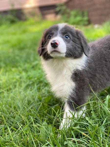 cuccioli border collie – pronti a conquistarti con il loro sguardo | Foto 0
