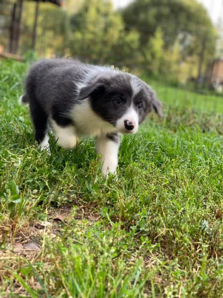cuccioli border collie – pronti a conquistarti con il loro sguardo