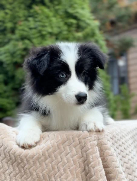 regalo responsabilmente cuccioli border collie