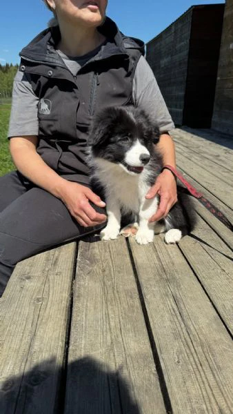 cuccioli border collie – adottali e cambia la loro vita (e la tua!) | Foto 0