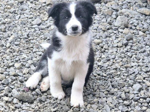 cuccioli border collie cercano casa – solo veri amanti della razza | Foto 0