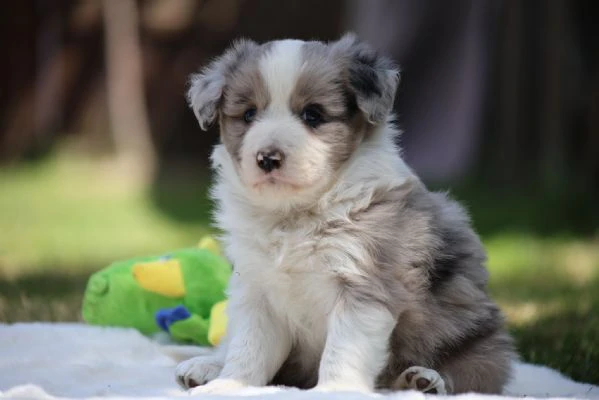 border collie cuccioli – adotta un piccolo genio del mondo canino! | Foto 0