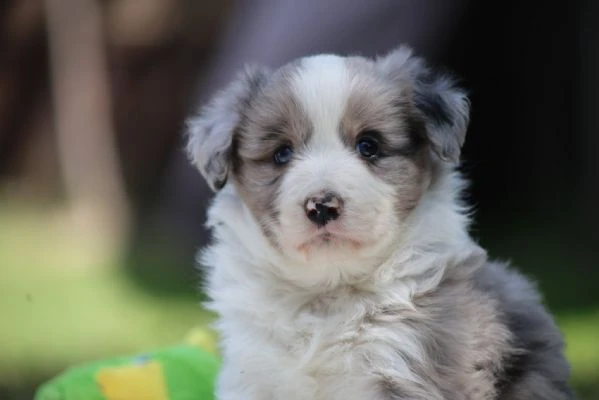 border collie cuccioli – adotta un piccolo genio del mondo canino!