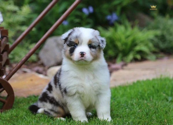 border collie in adozione – energia, intelligenza e tanto affetto