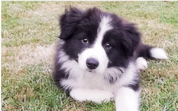 cuccioli di border collie in cerca di una casa piena d'amore!!