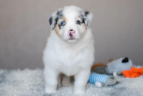 dolci cuccioli border collie cercano una famiglia per sempre!!