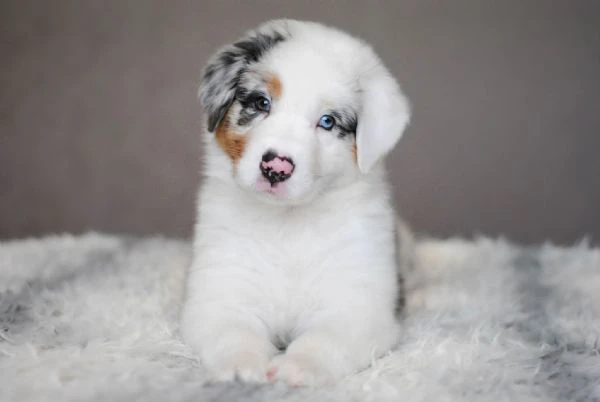 dolci cuccioli border collie cercano una famiglia per sempre!! | Foto 0