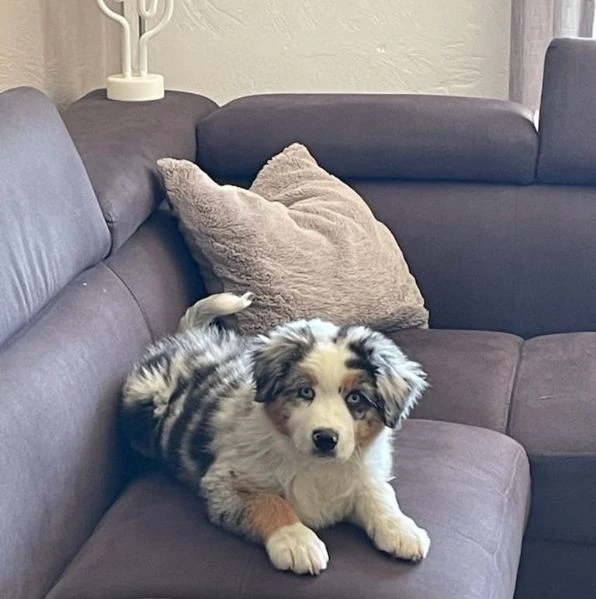 adozione border collie – intelligenza, amore e tanto affetto!!!
