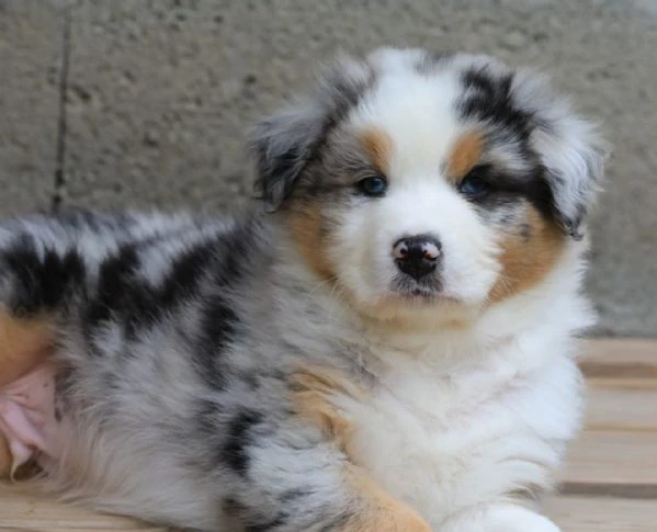 adozione border collie – intelligenza, amore e tanto affetto!!! | Foto 0