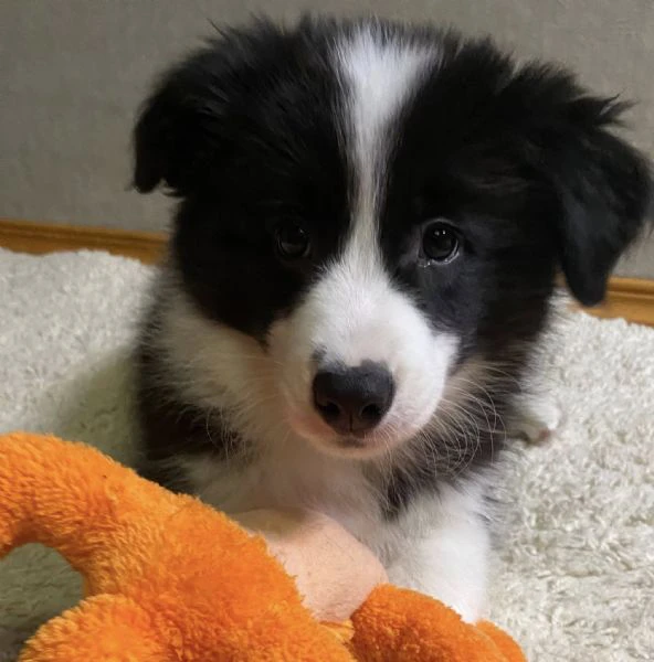 cuccioli border collie – pronti a conquistarti con il loro sguardo!! | Foto 0