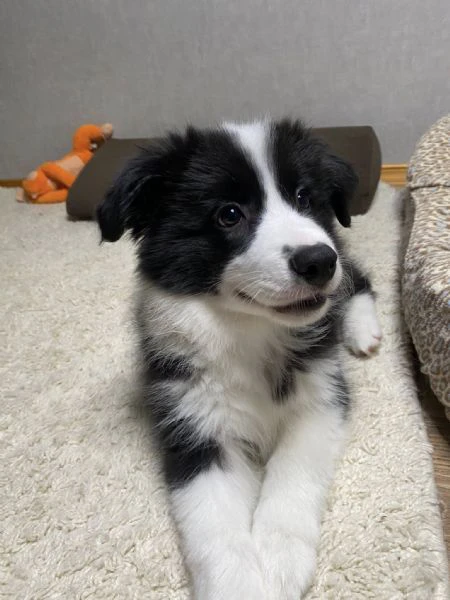 cuccioli border collie – pronti a conquistarti con il loro sguardo!!